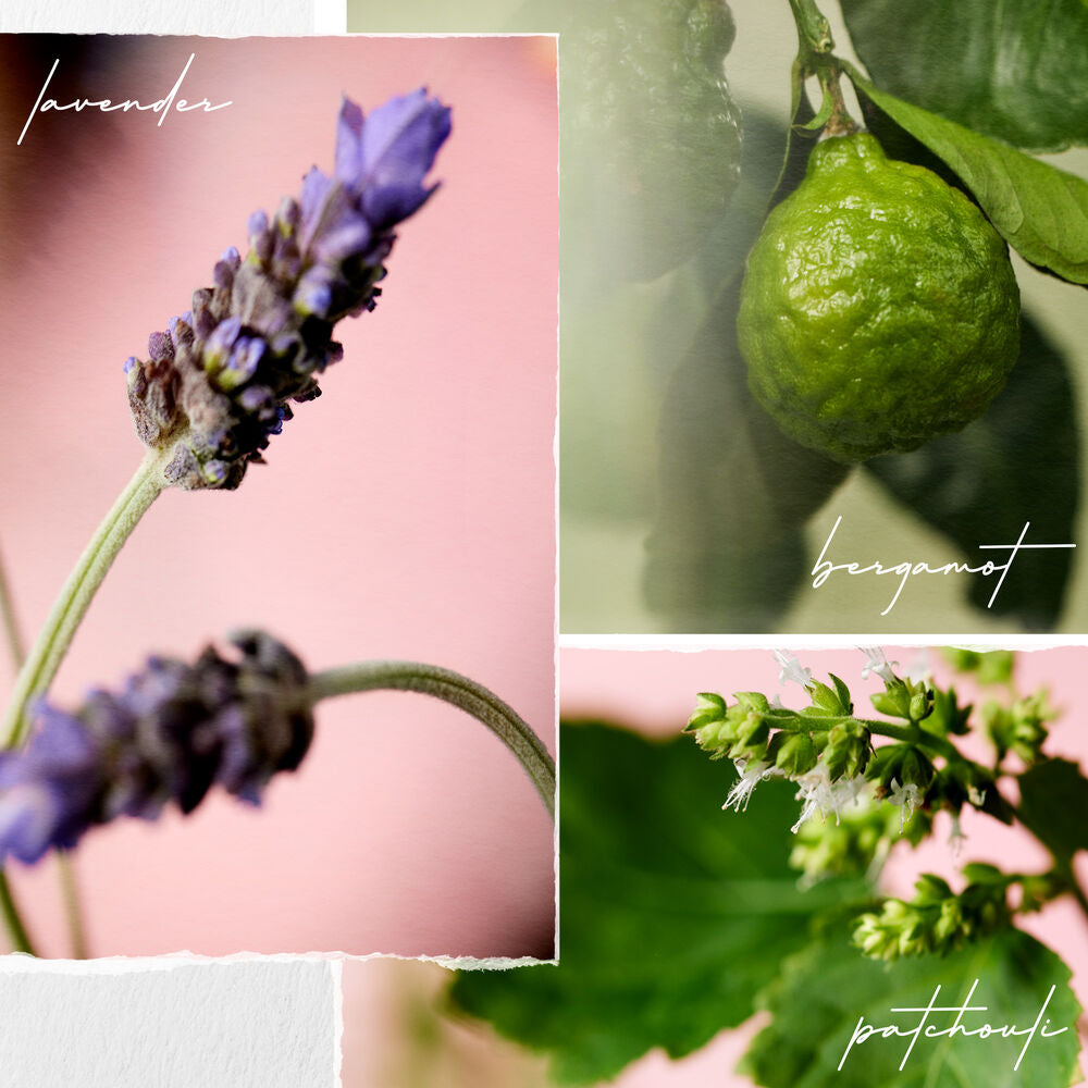 Hydrate | Shampooing